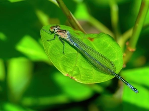 dragon-fly, Green, leaf