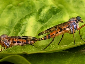 leaf, Two, Flies