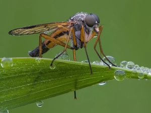 fly, drops, water, leaf