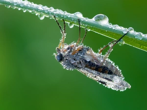 fly, drops, water, leaf