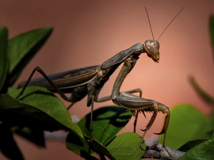 Leaf, mantis
