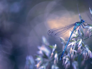 dragon-fly, Blue, The herb, Flowers, luminosity, Bokeh, sun, flash, ligh