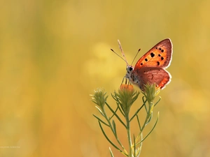 Colourfull Flowers, butterfly, Lycaena