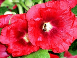 mallow, bee