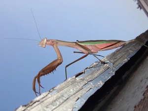 mantis