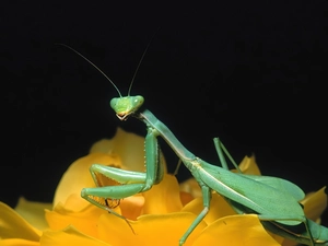 mantis