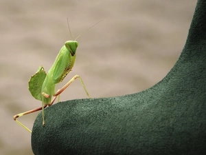 mantis