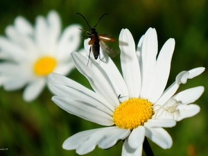 Flowers, Insect, cockchafer, Margaret
