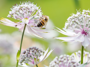 bee, Flowers, Great Masterwort