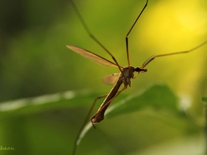 mosquito, Insect