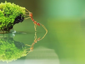 ant, water, reflection, Moss