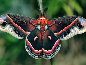 moth, Cecropia