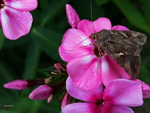 moth, Pink, phlox