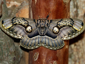 moth, Brahmaea Wallichii