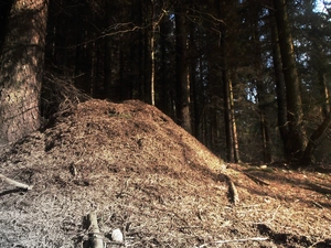 large, Ants, forest, Mound