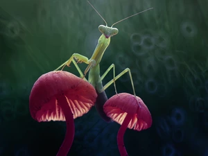 mushrooms, mantis