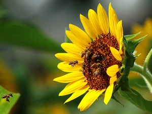 nectar, Sunflower, Bees