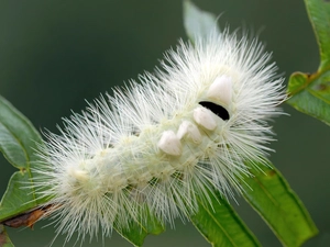 needles, White, caterpillar
