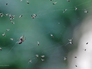 net, Spider, flies