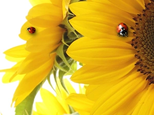 Nice sunflowers, ladybird