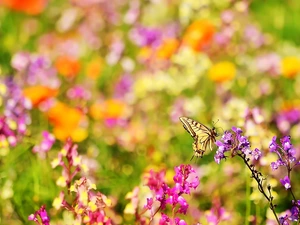 color, butterfly, Oct Queen, Flowers