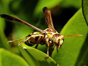 Leaf, wasp, green ones