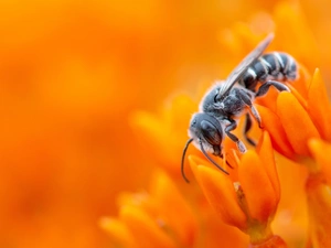 bee, Flowers, Close, Orange