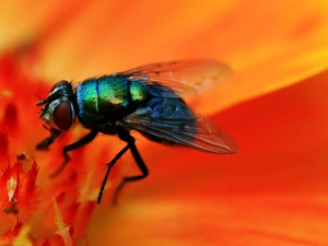 Colourfull Flowers, fly, Orange
