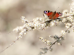 butterfly, Peacock, White, Flowers, Twigs