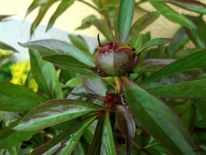Buds, Black, ants, peony