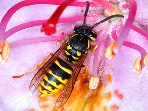 Colourfull Flowers, wasp, Pink