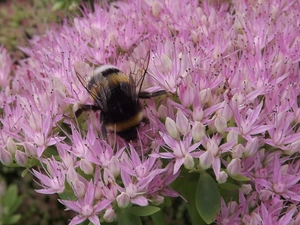 Sedum, Flowers, dumbledor, Pink
