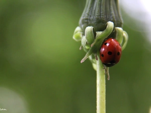 plant, ladybird, an