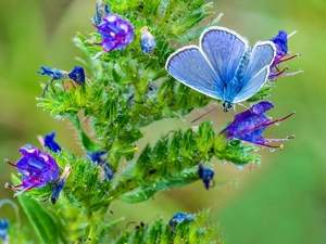 blue, Blossoming, plant, butterfly