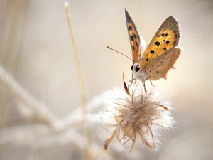 Close, American Copper, plant, butterfly