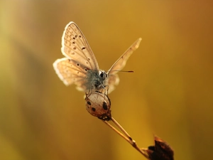 butterfly, Insect, plant, Dusky