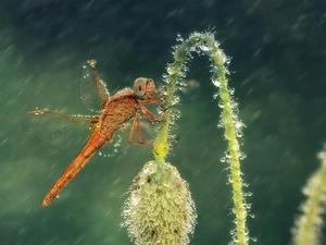 Rain, dragon-fly, plant