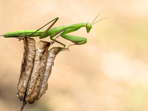 Green, dry, plant, mantis