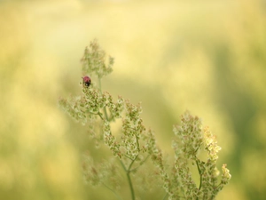 plant, ladybird, Insect