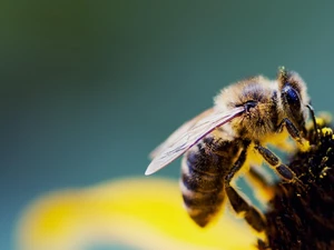 bee, Colourfull Flowers, Pollen