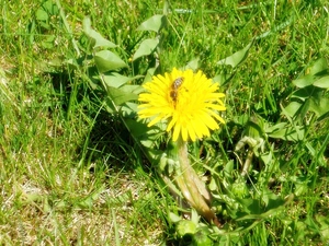 Yellow, bee, grass, puffball