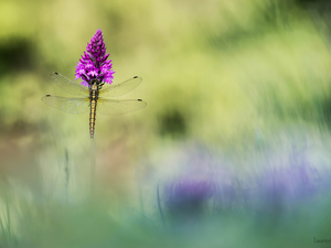 Flower, dragon-fly, purple