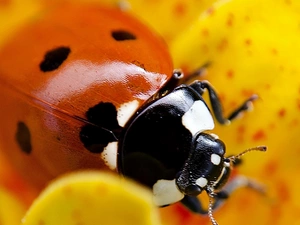 ladybird, rapprochement, blur, Colourfull Flowers