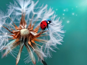 rapprochement, dandelion, ladybird