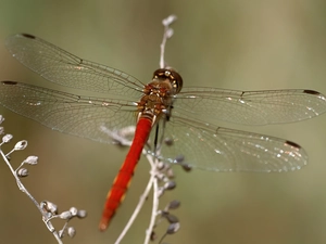 abdomen, dragon-fly, Red