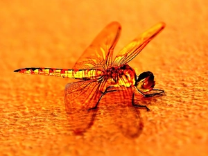 Dragon, dragon-fly, Red