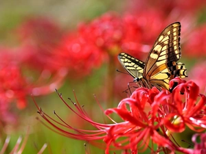 Colourfull Flowers, butterfly, Red