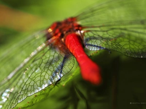 wings, red hot, dragon-fly