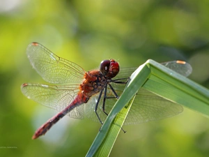 Insect, dragon-fly, Red