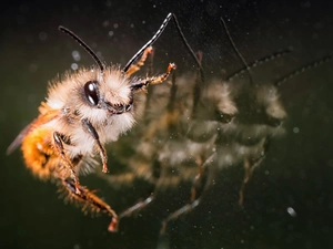 bee, reflection